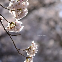 上野の桜