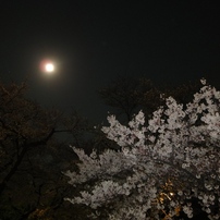 月見桜