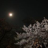 SAKURA　NIGHT