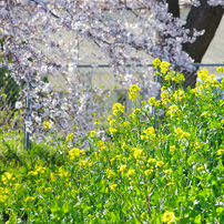 見沼代用水の桜風景