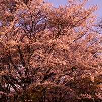 桜色2012
