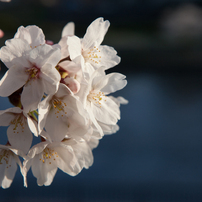 Sakura 2012 Arakawa