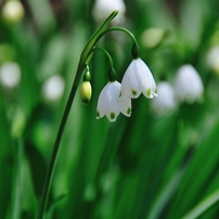 2012年お花見