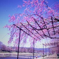 桜　洛北　＠Kyouto city ,JP 