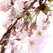 葛西臨海公園の春