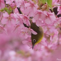 SIGMA(シグマ)のレンズ APO 80-400mm F4.5-5.6 EX DG OS (ｷﾔﾉﾝ AF) で