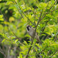 近所の鳥さんたち