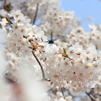 桜～春陽