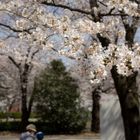 桜満開です