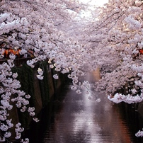 目黒川の桜