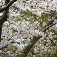 花見・・・桜。。