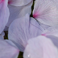 散花