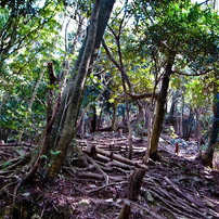 鍋蓋山　登山道