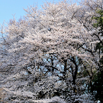 2012年のお花見