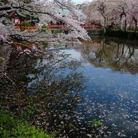 三島/浅間大社の桜