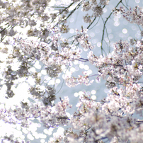 桜天堂