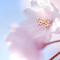 出雲の草花