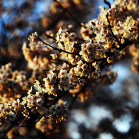 sakura 2012 vol.2
