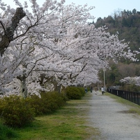 近場の桜がやっと満開～。。