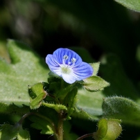 春の花