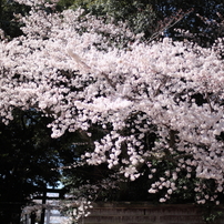 八幡様の桜　５