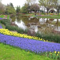 昭和記念公園の春2012