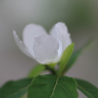 白い花