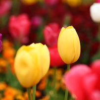 Tulip Gallery