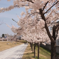 桜に陽光踊る