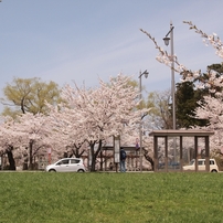 平成24年の桜 その2