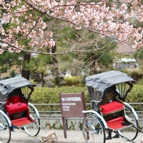 京都御所・銀閣寺哲学の道散策 ＆ 青山リゾート ハーブフェスタ