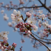 桜01/2012