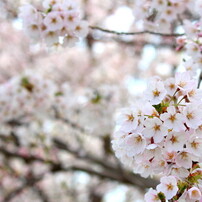 桜満開