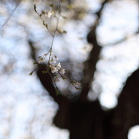 八幡様の桜　１２