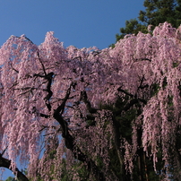 福聚寺の桜0007