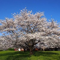 太平川堤の桜４