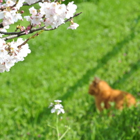 2012年　東京　桜