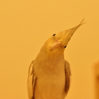 オカメインコ②
