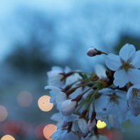 観桜会