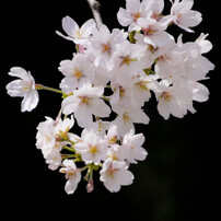 2012年　桜選１