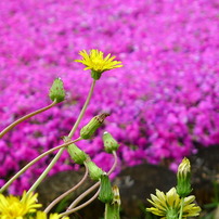 奈良　花めぐり