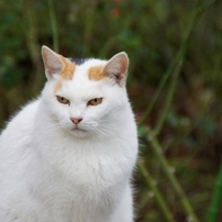 遊んでくれた猫たち １