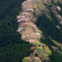 カメラ レンズ(ズーム) SIGMA(シグマ)のレンズ APO 50-500mm F4-6.3 EX DG/HSM (ﾆｺﾝ AF) で 