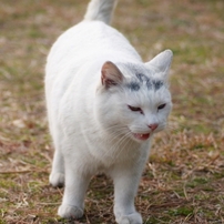 ポインテッド猫の写真 画像 写真集 写真共有サイト Photohito