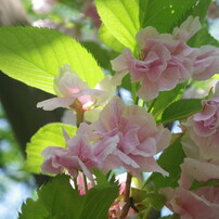 桜（天の川）