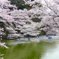 九段の桜