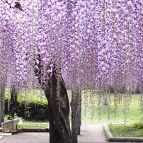 Twist wisteria tree