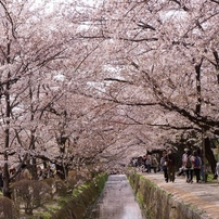 京都　哲学の道　春