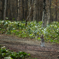 Moomin Valley