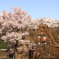 「春の白川郷」--ゴリの感動した写真館